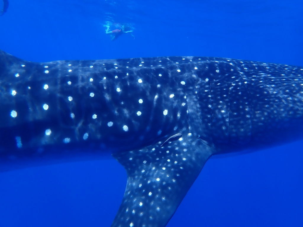 86ea5b64-15cc-4c6d-a495-47a499d0364c