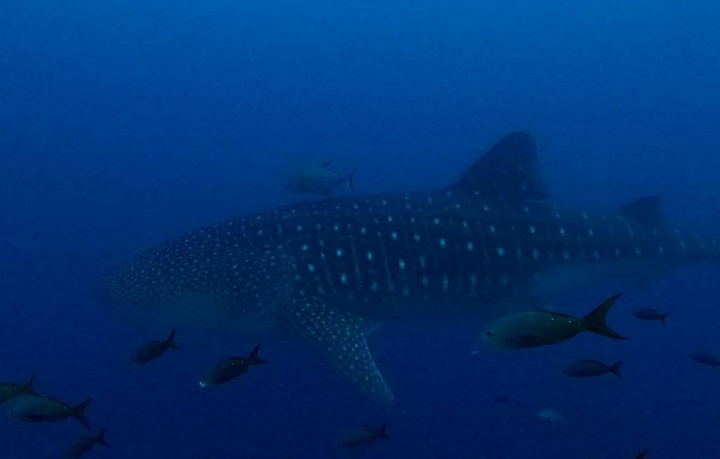 7708a586-6f53-4d92-9108-556c802368d3