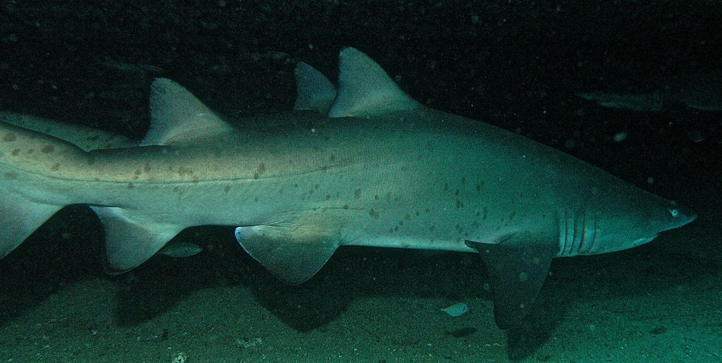 e128fd01-f175-4921-a1ca-b0e62cbd1b31