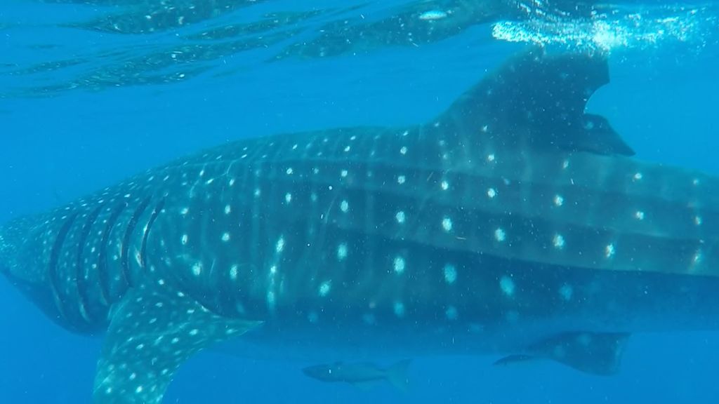 d4eba984-96ca-4c62-8583-e2108fd32892