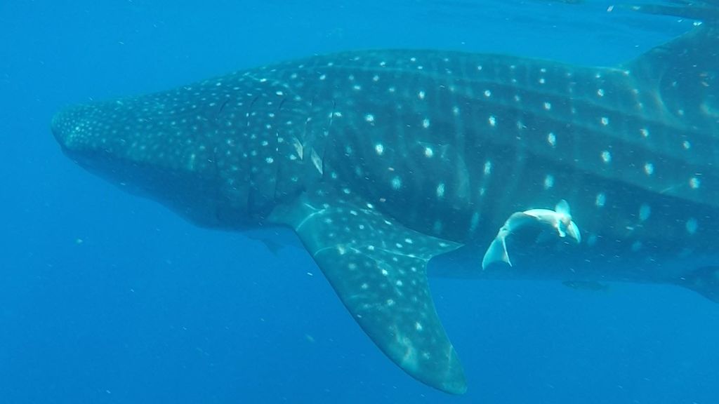 d4eba984-96ca-4c62-8583-e2108fd32892