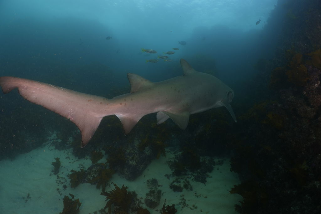 9315cea8-f274-483d-8eca-ce03b193a18a