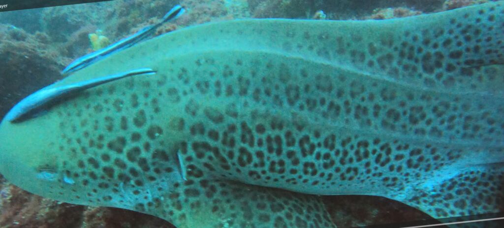 c52e63a0-ccf6-4dd7-9f68-f690342f7a41