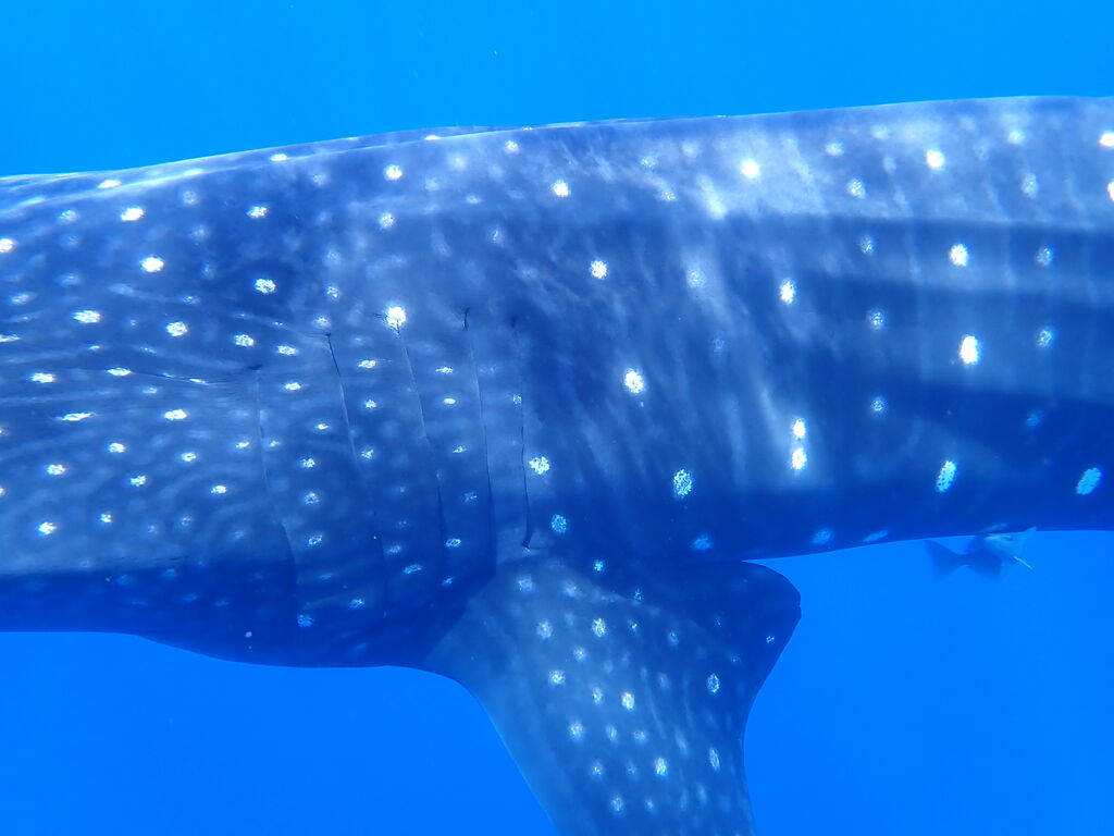 72103c6d-d8b5-4a19-9b21-45eddfd81bb4