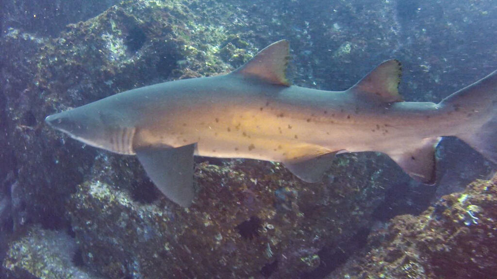 f68205d5-8fba-4f1d-aef7-69198a2181c6