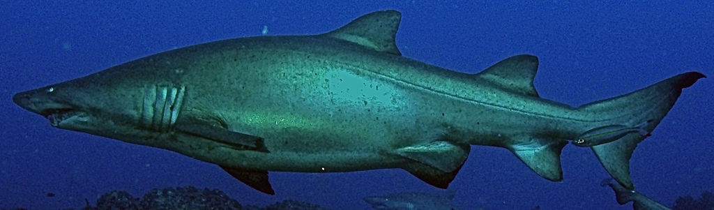 1a4f63b9-cf67-40a9-b413-6df1aebd7b8e