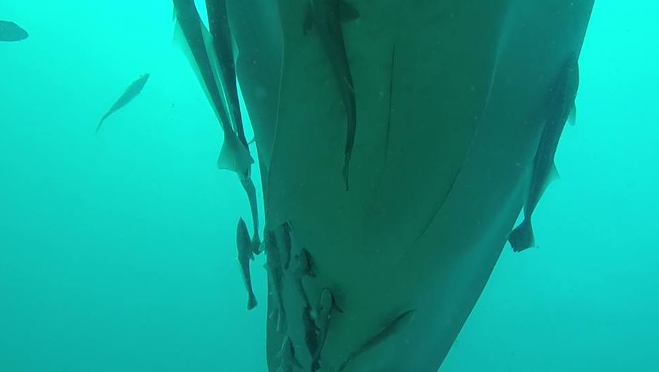 9f35239e-ce8f-4af8-9436-221ca73f00aa