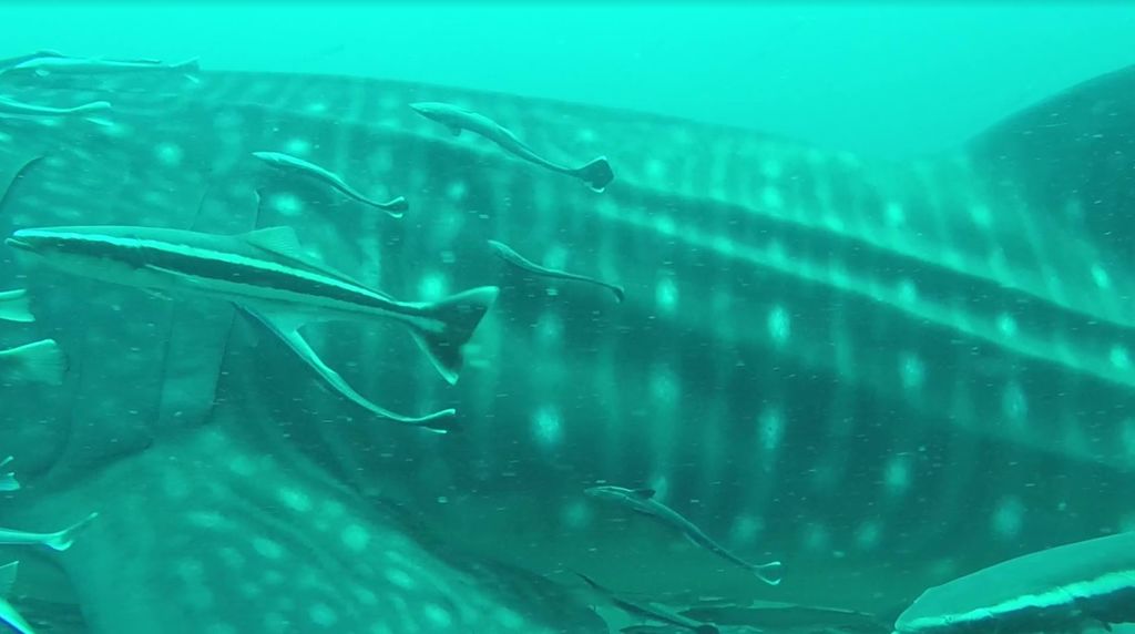 9f35239e-ce8f-4af8-9436-221ca73f00aa