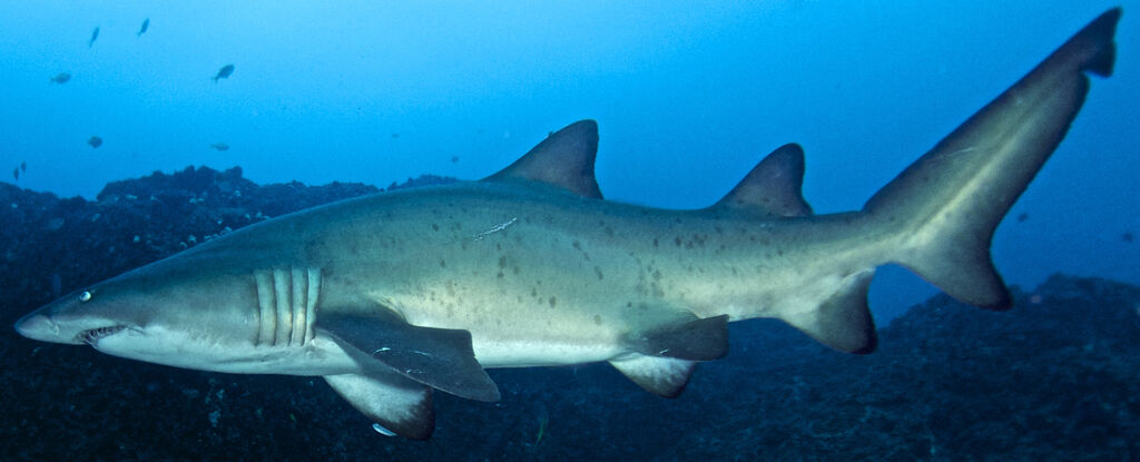 1028a2d5-3d55-4183-bec8-a0f6361bd48a