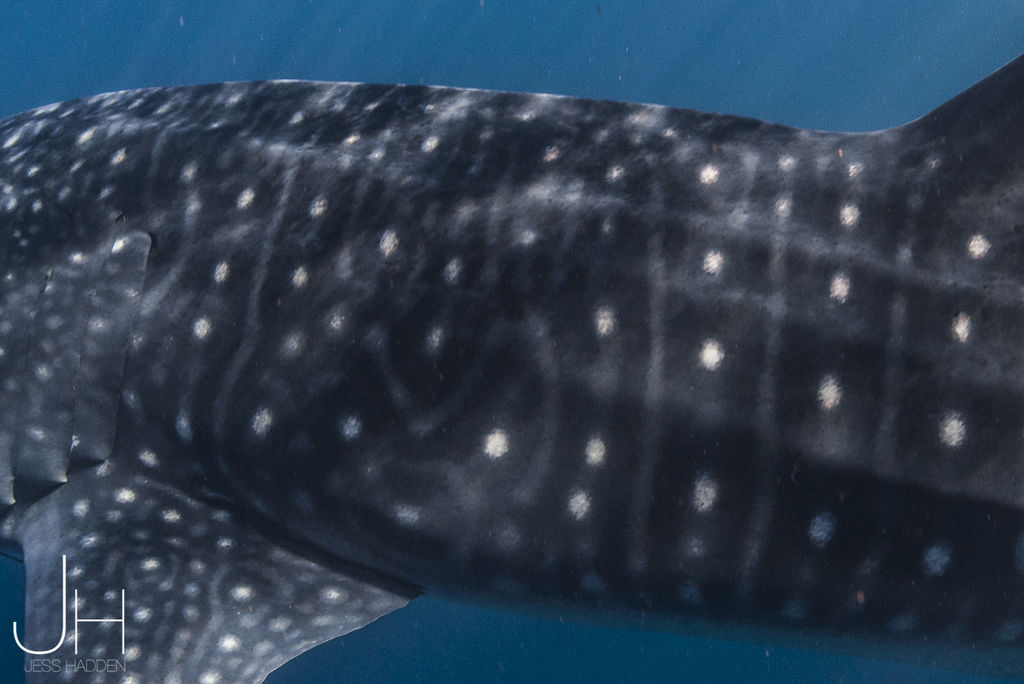 5580f5cd-6ee5-412e-899c-14a55ce3309f