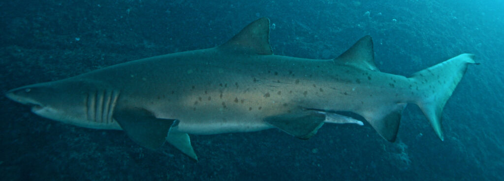 9cc99d48-94b3-4a2b-9dcf-ccda76fc338a