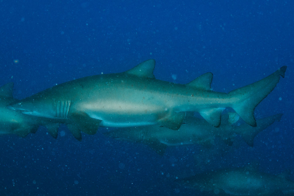 831ef2b4-043c-4111-8977-5d7b5b44273c