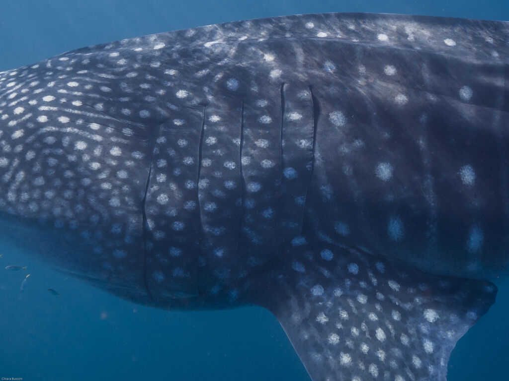 4e3bfe94-cfe4-4a1b-90d7-7ea09b7f001f