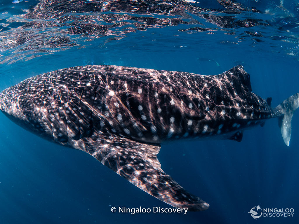 66fb0097-a967-4ce4-a3ba-83c41d852d84