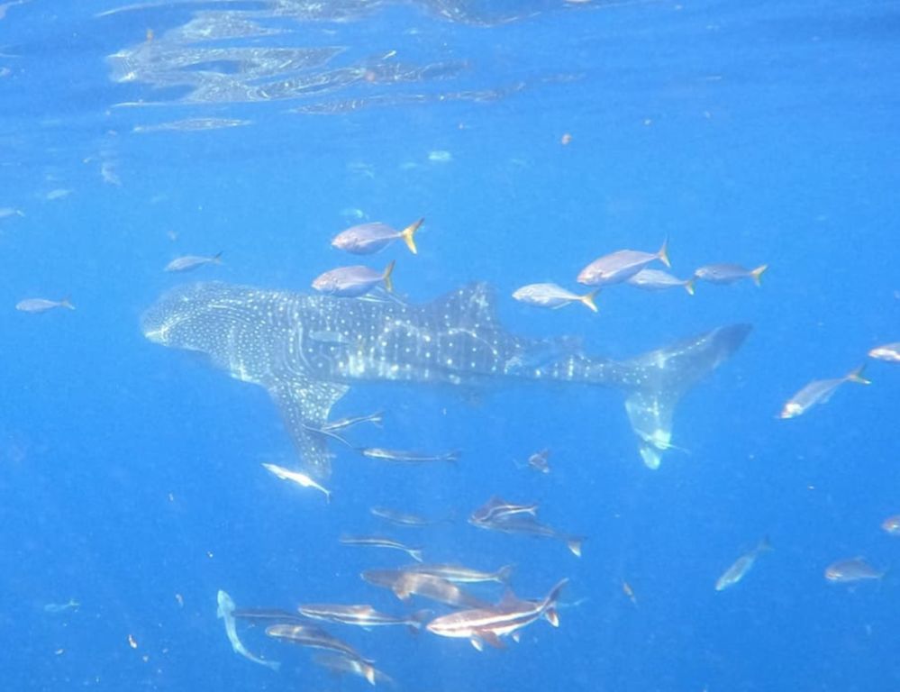 cc093b53-06d4-45f7-8a07-8e44c9c9a4ca