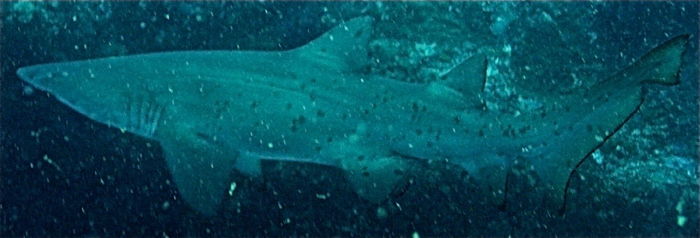 75db17ea-c9aa-4903-b503-eceb9d8f8e18