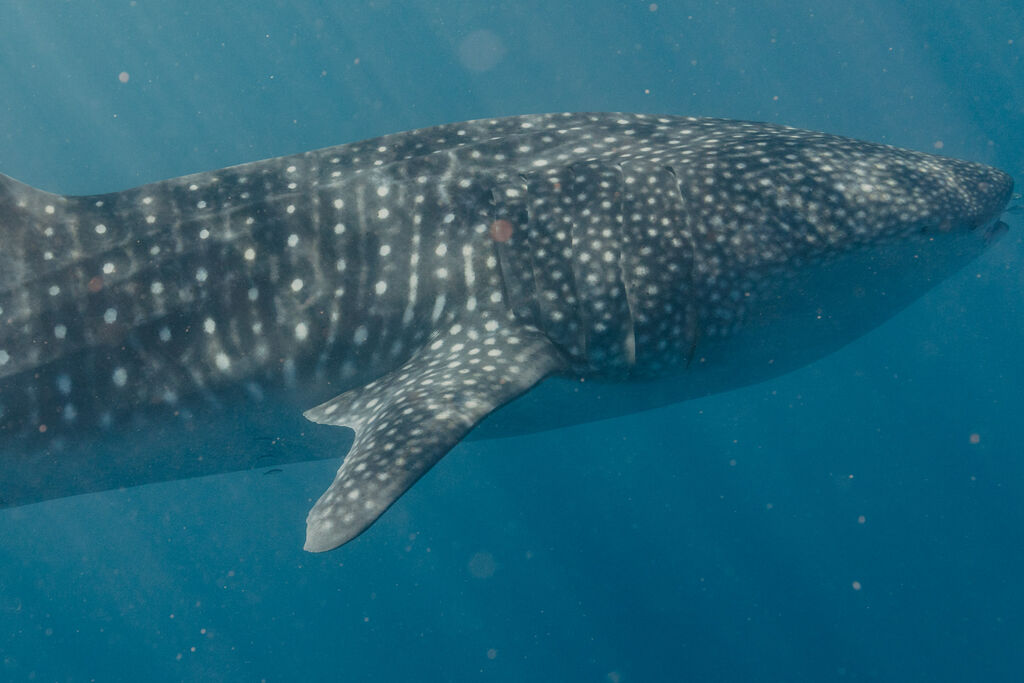 8ea5a3a9-0c5f-4092-9e4b-da018e891457