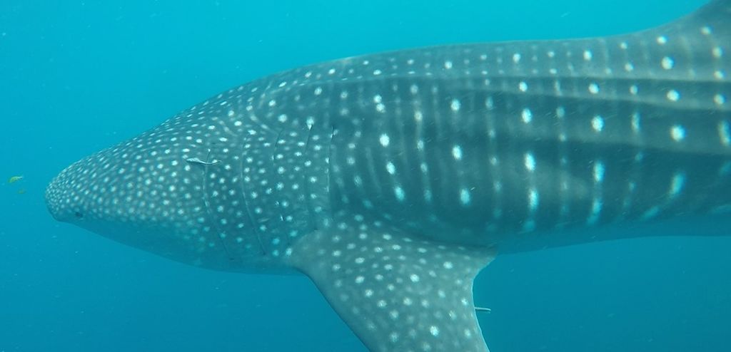 526fb952-161a-40f8-a984-941600f37a8f