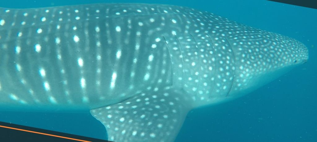 526fb952-161a-40f8-a984-941600f37a8f