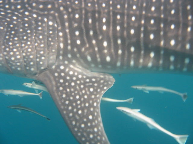 dcae0b1f-6950-437e-8348-197b7e66ad0c