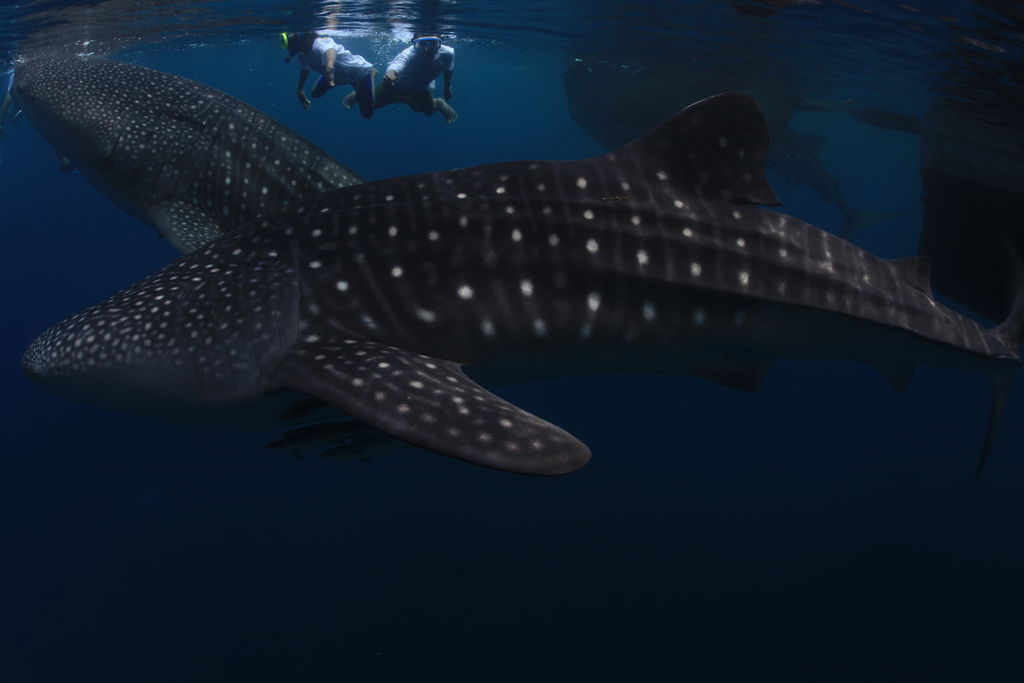 3b299980-2c30-4f09-8fcf-a02ab1b9cd20