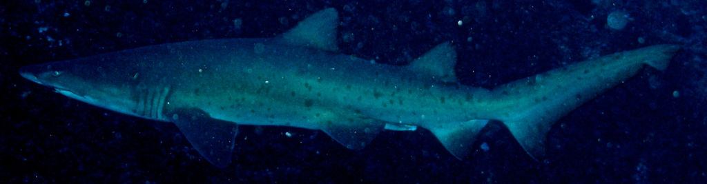 95865a98-99a8-4a52-b631-ed3934f9cb58