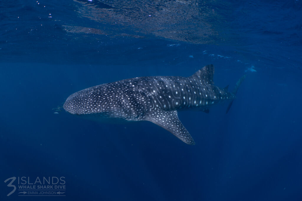 afef51cf-f4f7-475d-b243-cca1d5c48762