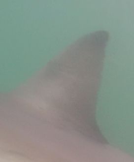 0fd66551-0b20-4e9f-ad9a-1a4b2db8fe83