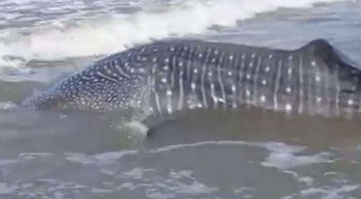 74dc3d37-ac07-44dd-9146-51a5717a107f