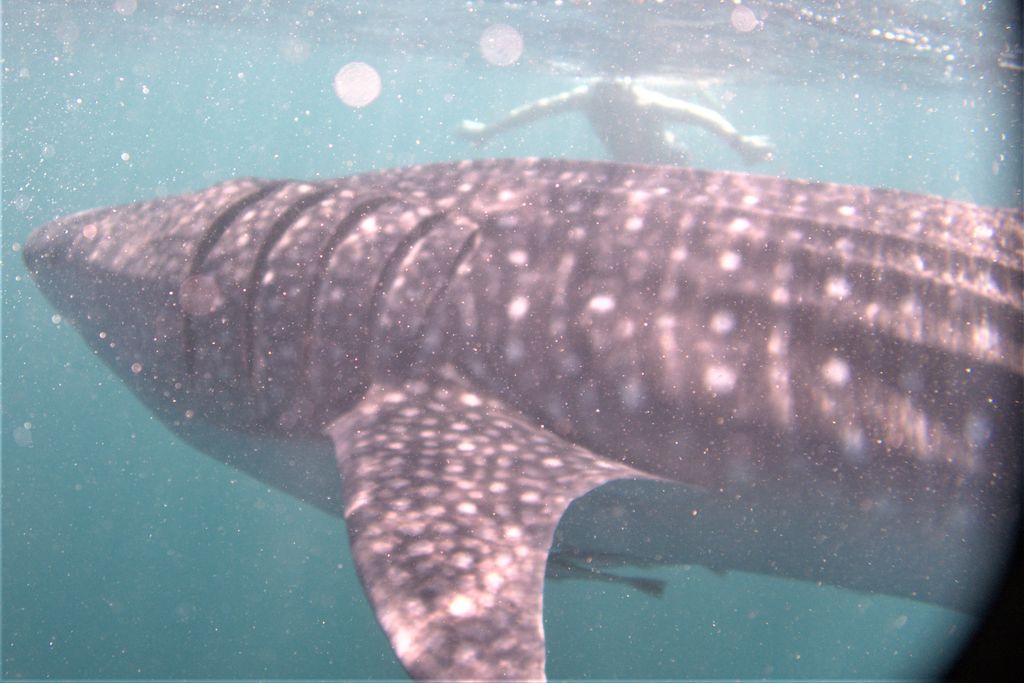 f77e8c0c-83e7-4dc6-80a2-1f892fa33a86