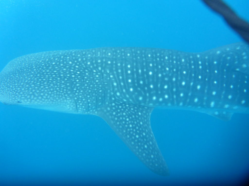 85ad4d84-382e-4b09-acd2-d7edf795e441