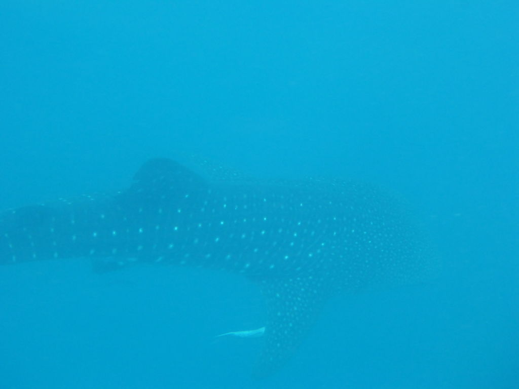 85ad4d84-382e-4b09-acd2-d7edf795e441