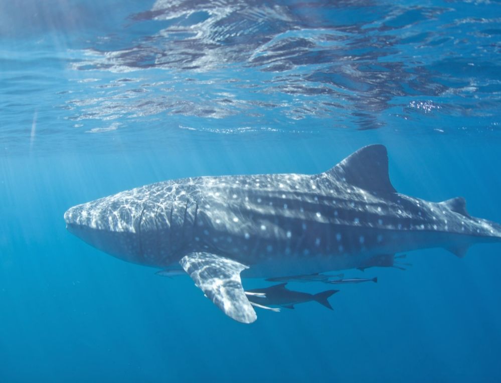 98929eca-99a9-4bd2-bd43-2387d649b026