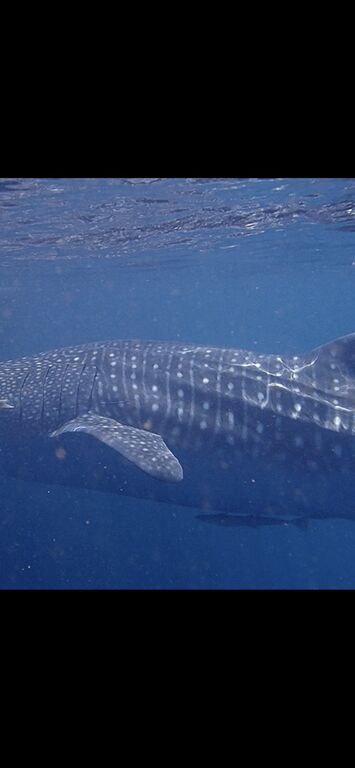 8c245c10-3d21-42c9-93e6-77bd69adcd58