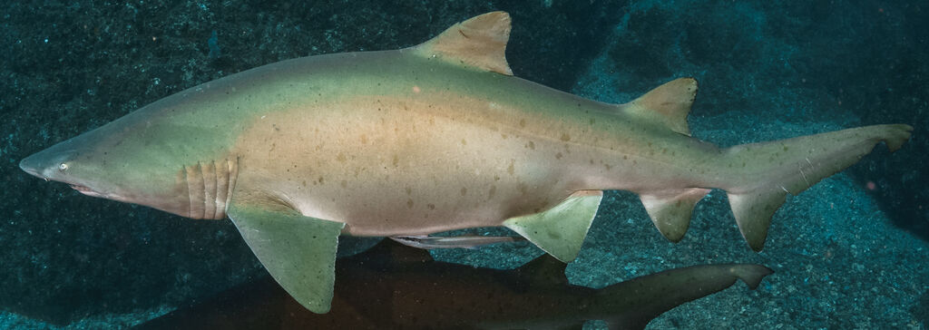 af9e5a02-7ef7-418f-a257-6afcc30d3edb