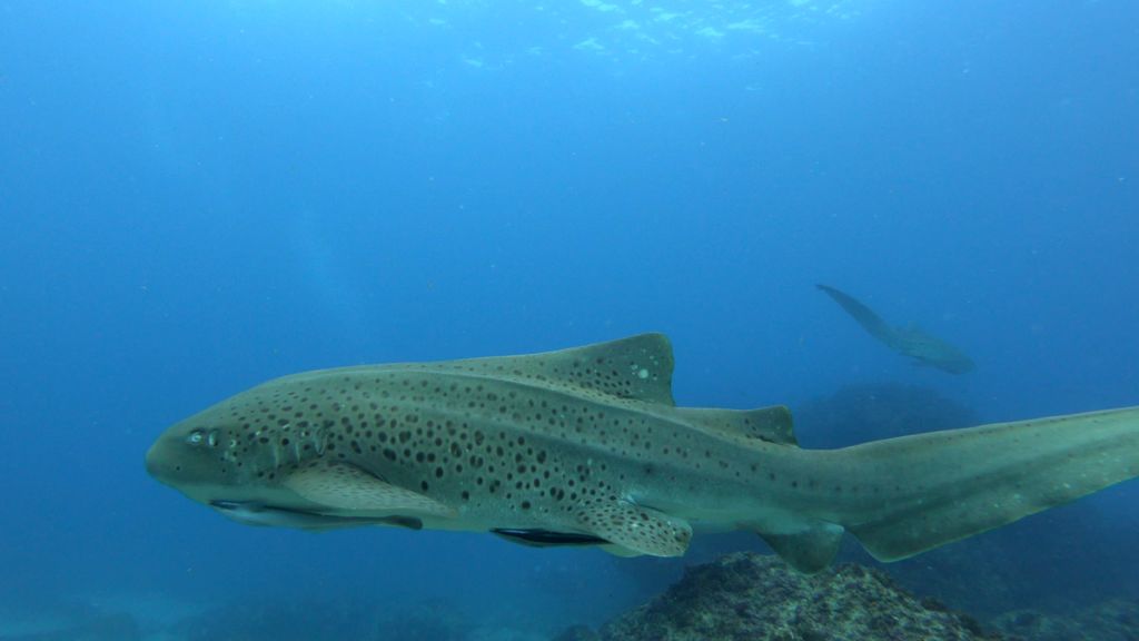 80e0c139-6b38-4634-a8c8-e74f650d40b6