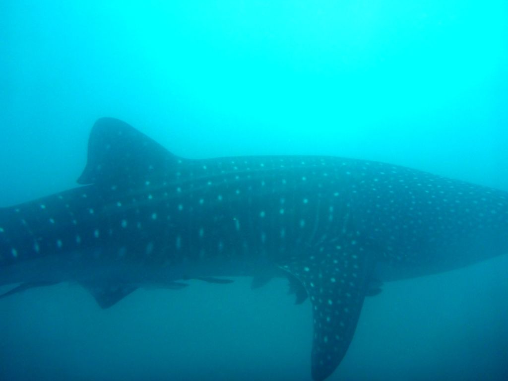 1c0b6447-b6e6-4672-b890-ac7bf197dc31