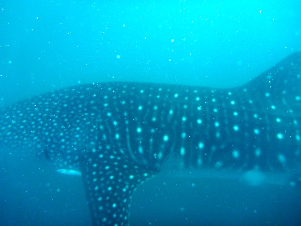 1c0b6447-b6e6-4672-b890-ac7bf197dc31