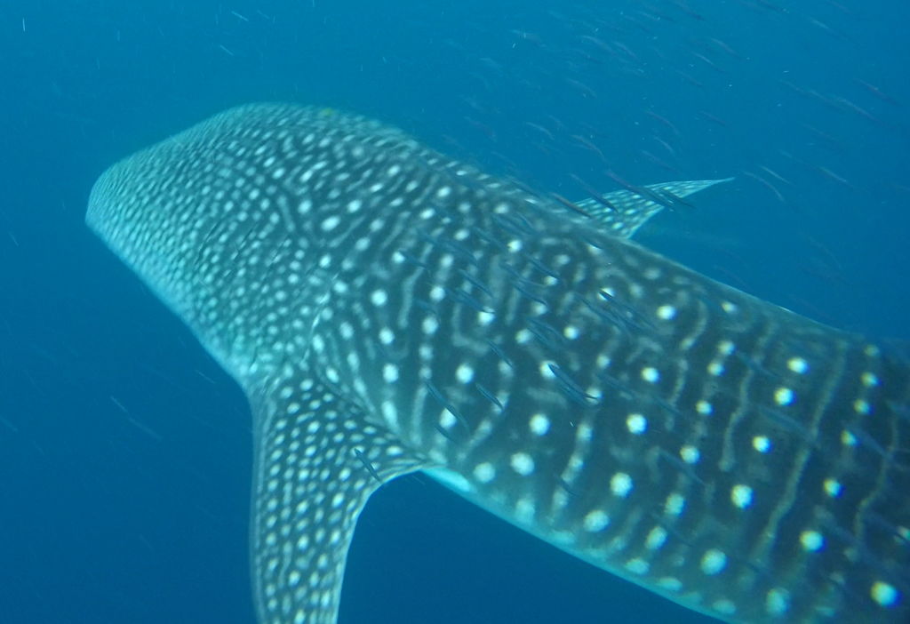 b20f2a3c-0b98-40bf-a322-83e8d690db2a