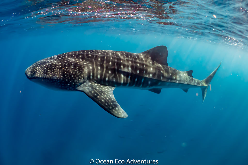 0638d35e-0448-4259-8d71-4ca4a15ea7a5