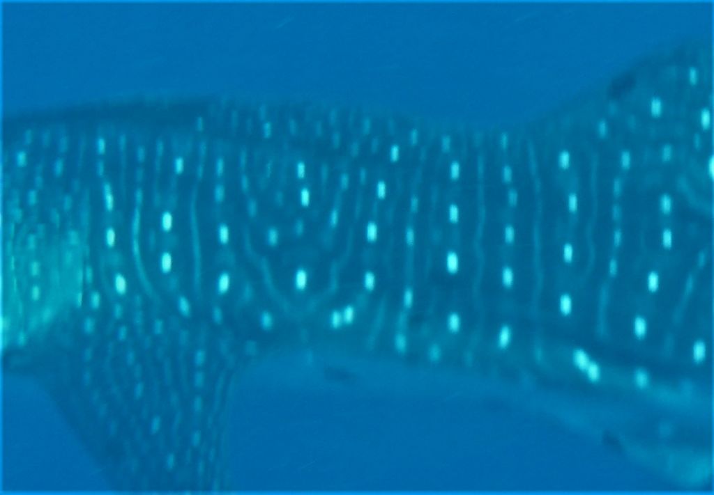 edffbe49-5aa1-43db-9ae9-0ae1f919a875