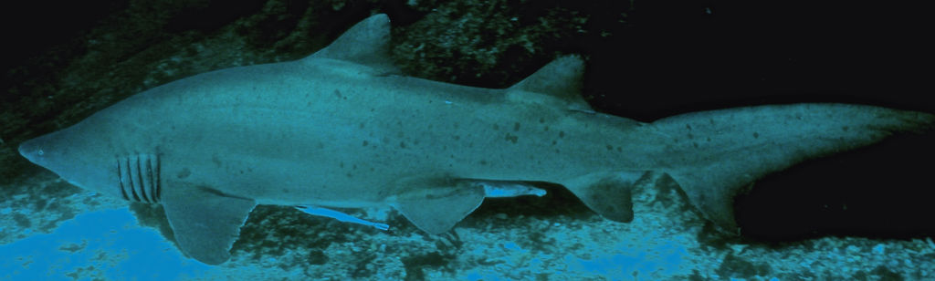 ff457abe-9304-4220-ba95-8c1a9b173748