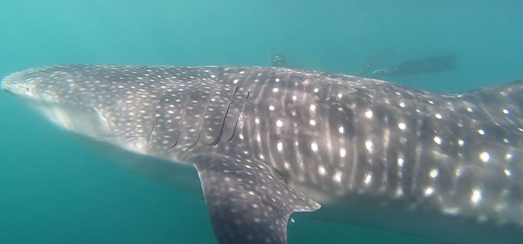 6076418a-2d8f-43f8-939c-a2437343afe2