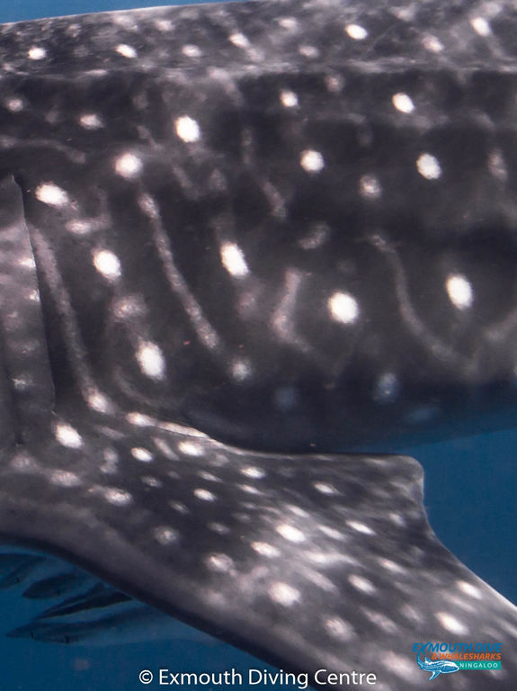 88017053-e1a3-4d24-bd19-cb3c50f6368d