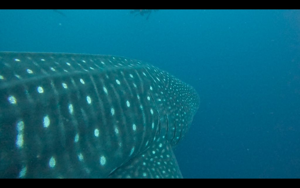 be72749b-c1d8-4a2f-97a8-0a778feb0ff6