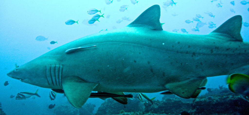 9e0c77db-e15b-47b0-aadd-555112c367fc