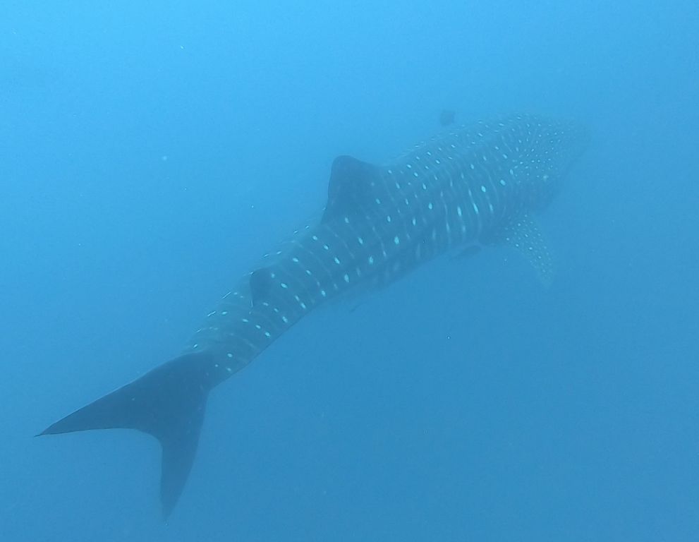 018c79a1-a133-4a17-b072-2d120edd1cc9