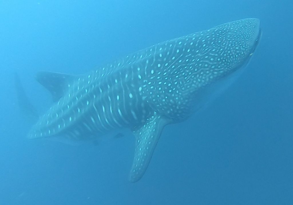 018c79a1-a133-4a17-b072-2d120edd1cc9