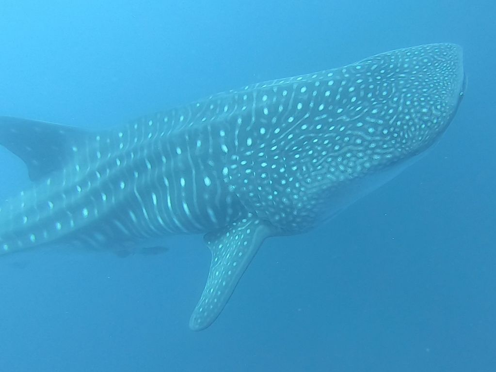 018c79a1-a133-4a17-b072-2d120edd1cc9