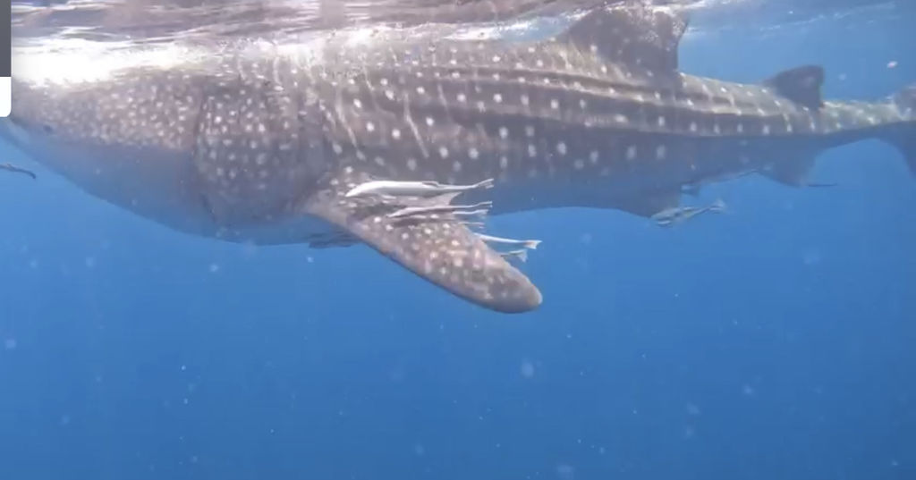 237a4ef6-2b24-4785-b9e1-67d8dad518c3